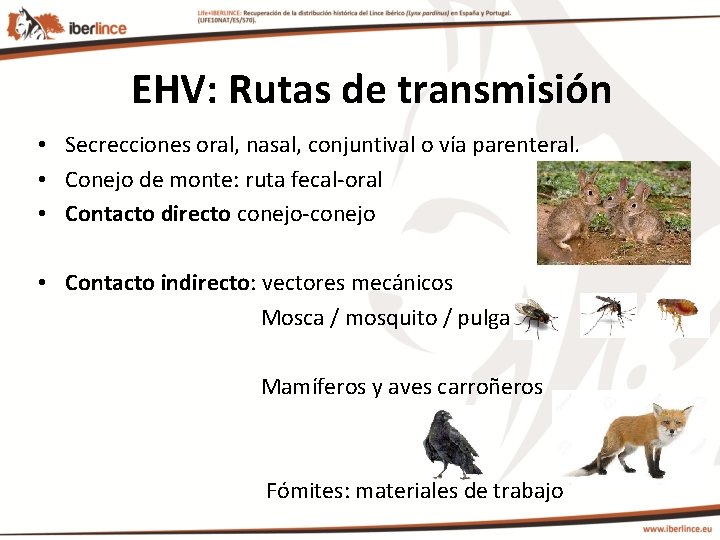 EHV: Rutas de transmisión • Secrecciones oral, nasal, conjuntival o vía parenteral. • Conejo