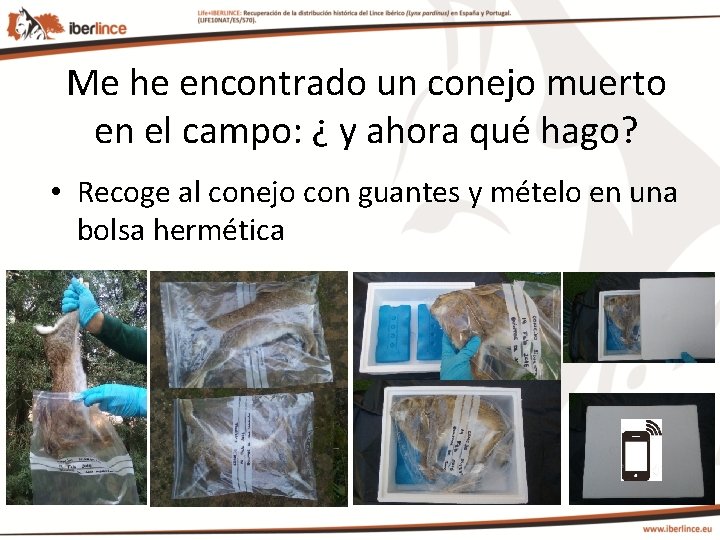 Me he encontrado un conejo muerto en el campo: ¿ y ahora qué hago?