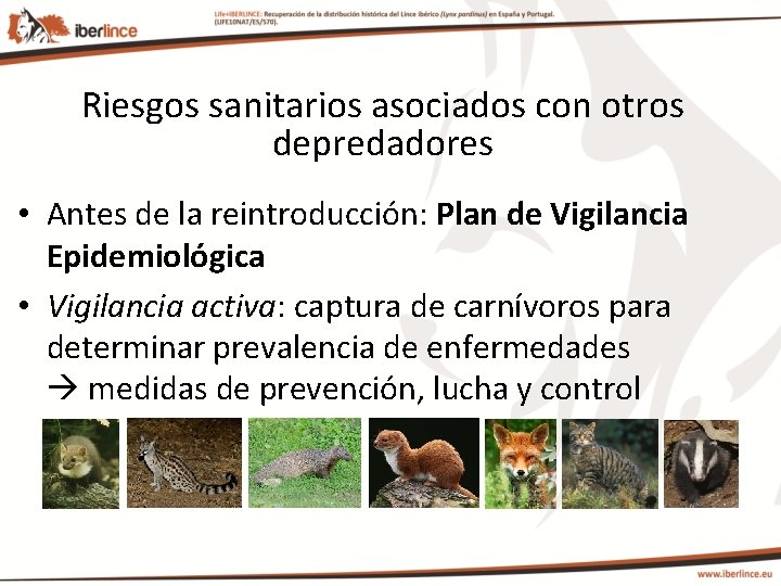 Riesgos sanitarios asociados con otros depredadores • Antes de la reintroducción: Plan de Vigilancia