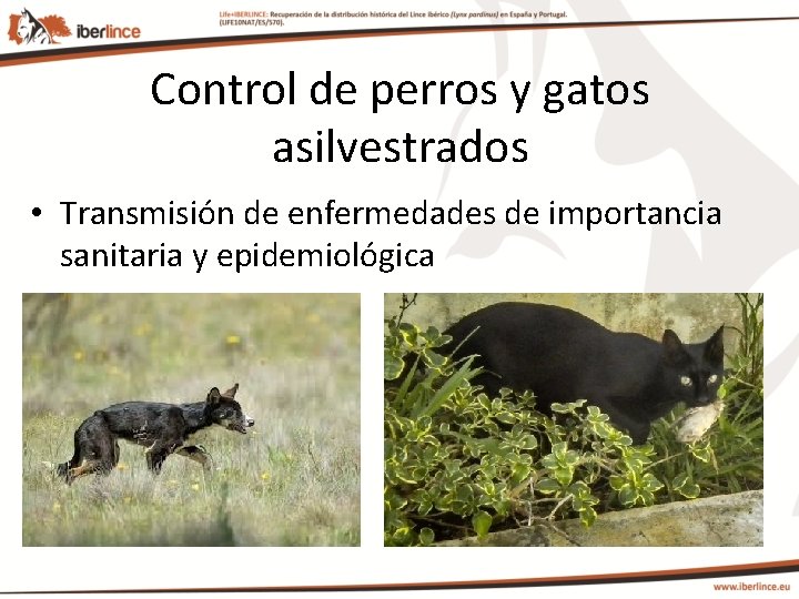 Control de perros y gatos asilvestrados • Transmisión de enfermedades de importancia sanitaria y