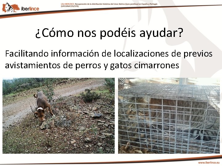 ¿Cómo nos podéis ayudar? • Facilitando información de localizaciones de previos avistamientos de perros