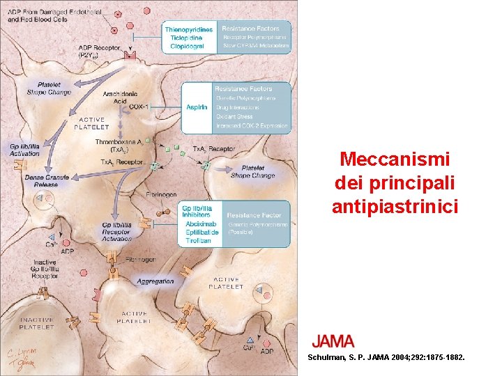 Meccanismi dei principali antipiastrinici Schulman, S. P. JAMA 2004; 292: 1875 -1882. 