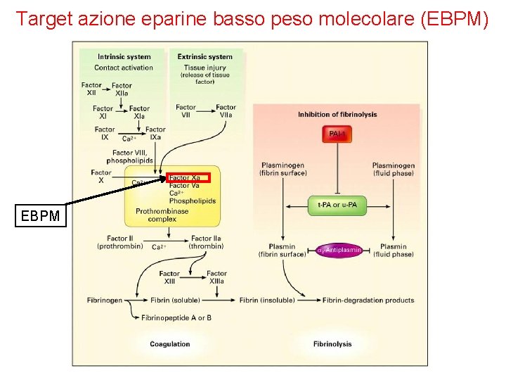Target azione eparine basso peso molecolare (EBPM) EBPM 