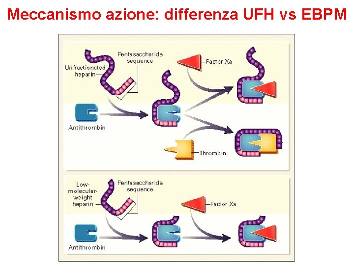 Meccanismo azione: differenza UFH vs EBPM 