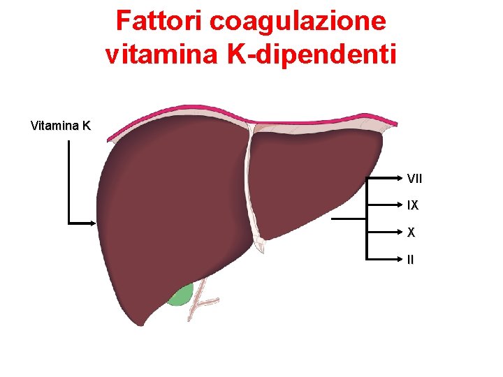 Fattori coagulazione vitamina K-dipendenti Vitamina K VII IX X II 