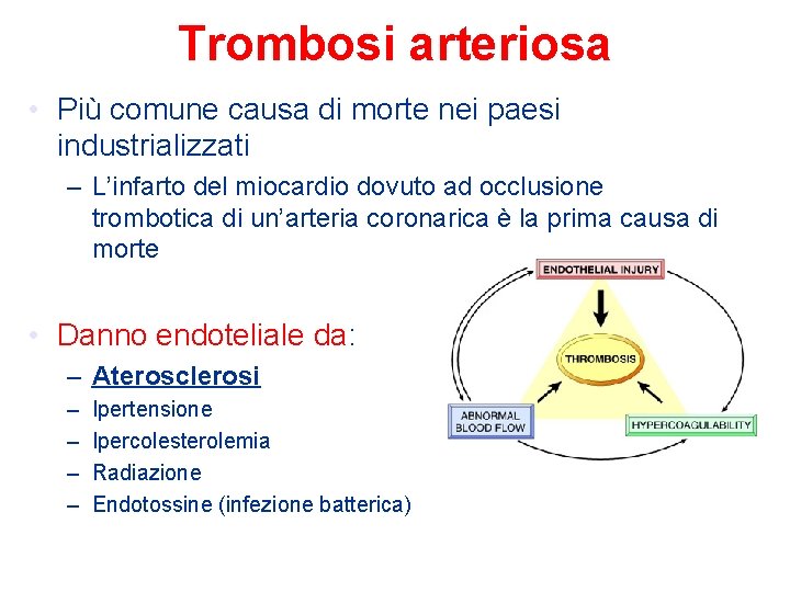 Trombosi arteriosa • Più comune causa di morte nei paesi industrializzati – L’infarto del