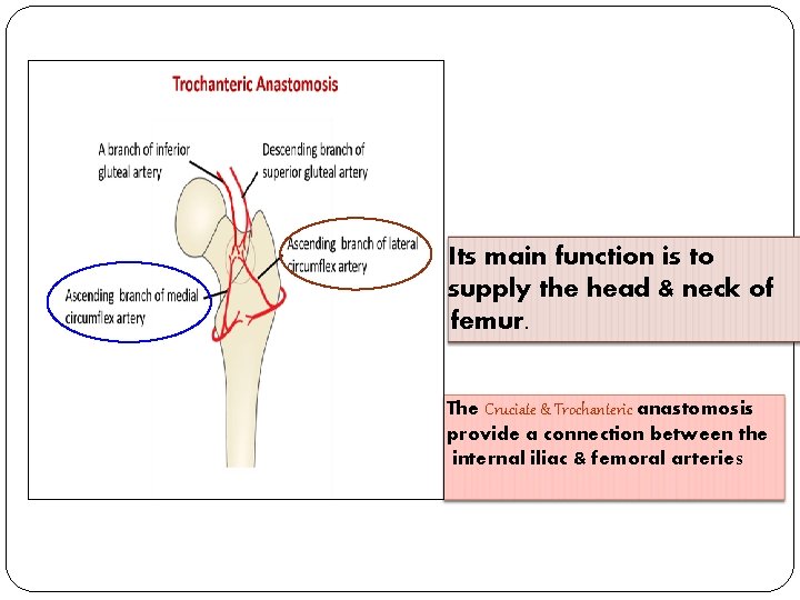 Its main function is to supply the head & neck of femur. The Cruciate