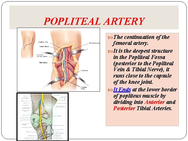 POPLITEAL ARTERY The continuation of the femoral artery. It is the deepest structure in