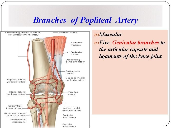 Branches of Popliteal Artery Muscular Five Genicular branches to the articular capsule and ligaments