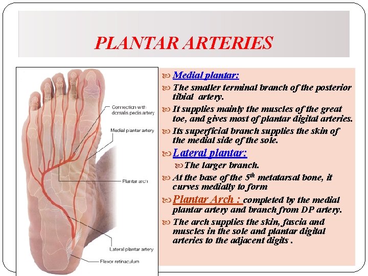 PLANTAR ARTERIES Medial plantar: The smaller terminal branch of the posterior tibial artery. It