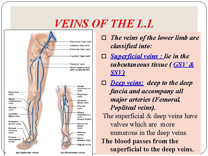 VEINS OF THE L. L The veins of the lower limb are classified into: