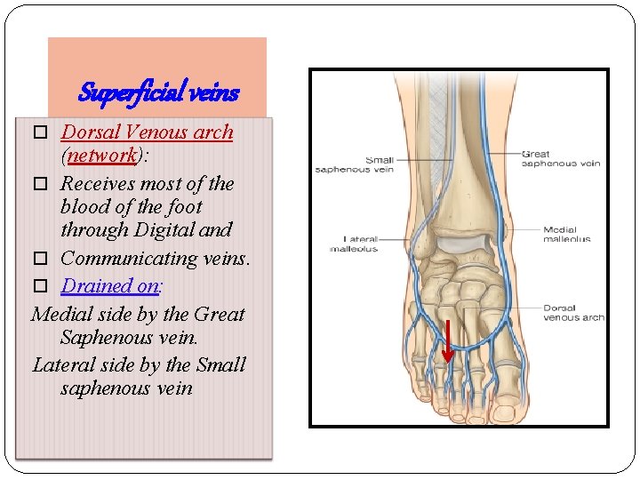 Superficial veins Dorsal Venous arch (network): Receives most of the blood of the foot