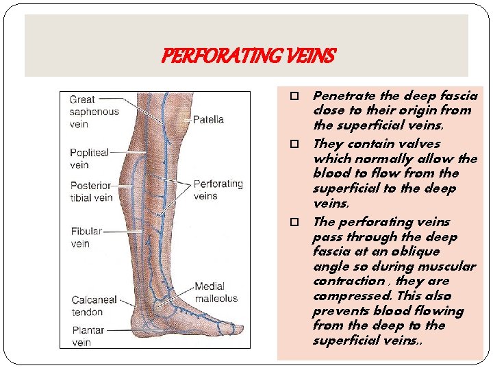 PERFORATING VEINS Penetrate the deep fascia close to their origin from the superficial veins.