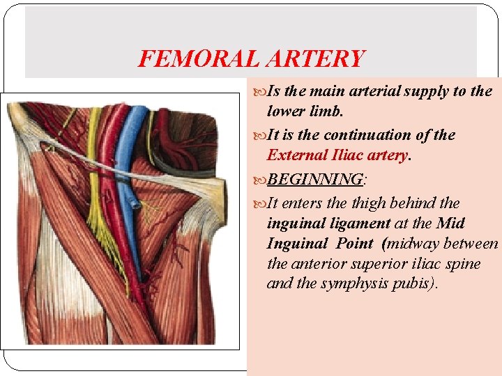 FEMORAL ARTERY Is the main arterial supply to the lower limb. It is the