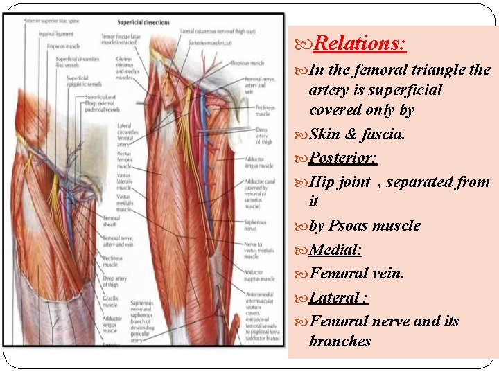  Relations: In the femoral triangle the artery is superficial covered only by Skin