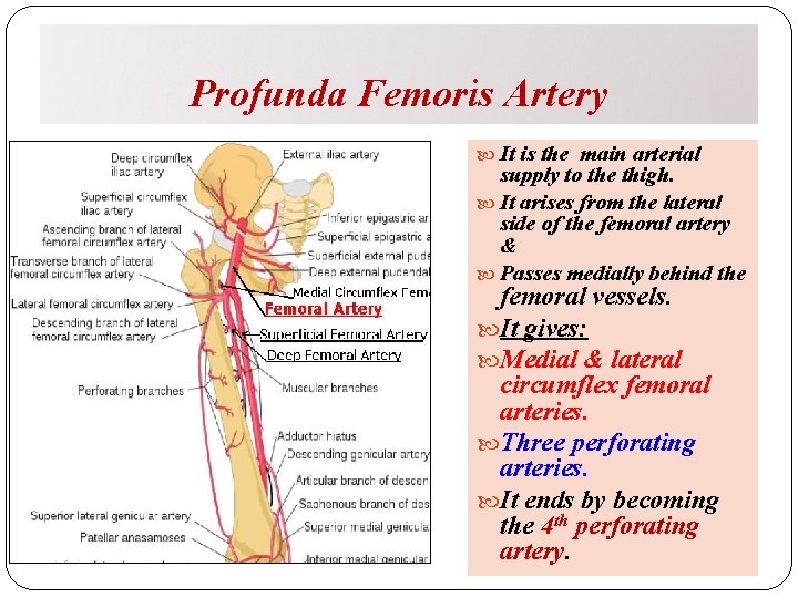 Profunda Femoris Artery It is the main arterial supply to the thigh. It arises