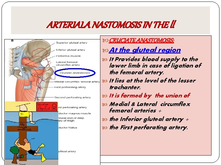 ARTERIALA NASTOMOSIS IN THE ll CRUCIATE ANASTOMOSIS: At the gluteal region It Provides blood
