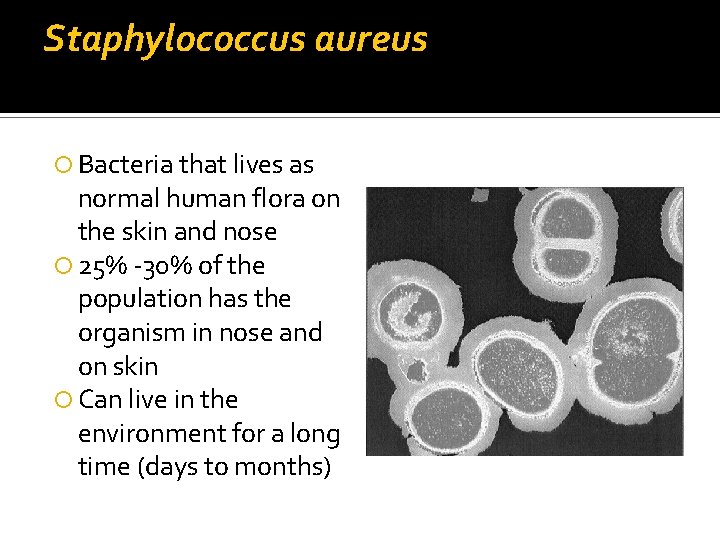 Staphylococcus aureus Bacteria that lives as normal human flora on the skin and nose