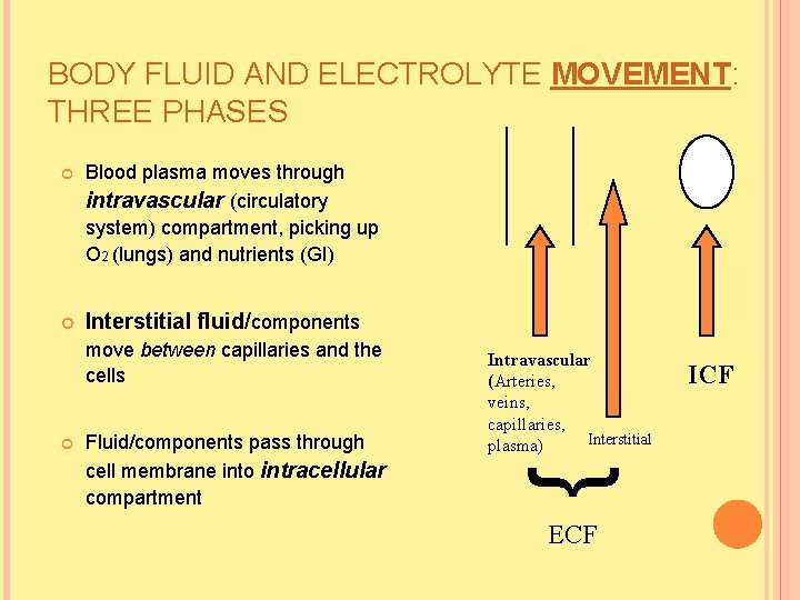 BODY FLUID AND ELECTROLYTE MOVEMENT: THREE PHASES Blood plasma moves through intravascular (circulatory system) BODY FLUID AND ELECTROLYTE MOVEMENT: THREE PHASES Blood plasma moves through intravascular (circulatory system)