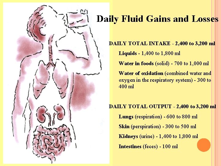 Daily Fluid Gains and Losses DAILY TOTAL INTAKE - 2, 400 to 3, 200 Daily Fluid Gains and Losses DAILY TOTAL INTAKE - 2, 400 to 3, 200