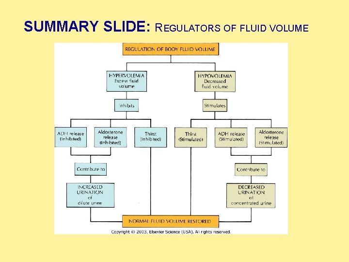 SUMMARY SLIDE: REGULATORS OF FLUID VOLUME  SUMMARY SLIDE: REGULATORS OF FLUID VOLUME