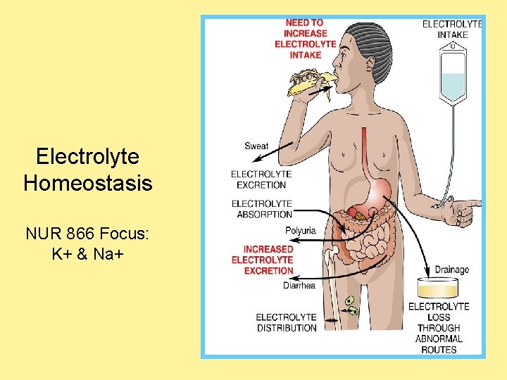 Electrolyte Homeostasis NUR 866 Focus: K+ & Na+  Electrolyte Homeostasis NUR 866 Focus: K+ & Na+