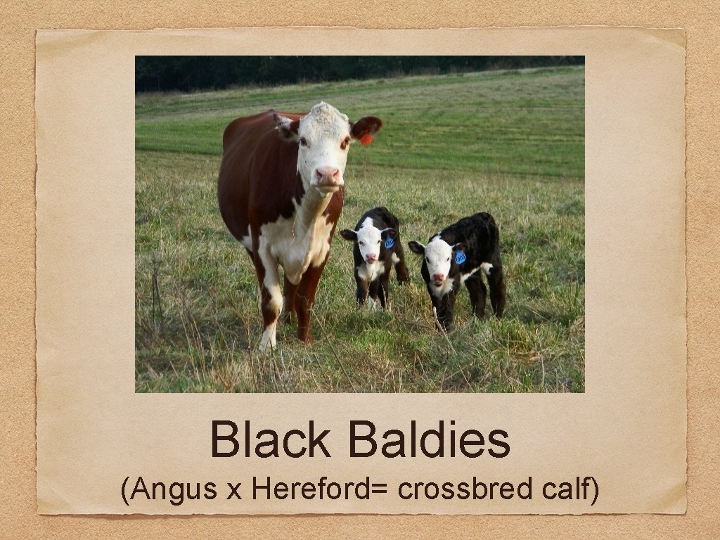 Black Baldies (Angus x Hereford= crossbred calf) 