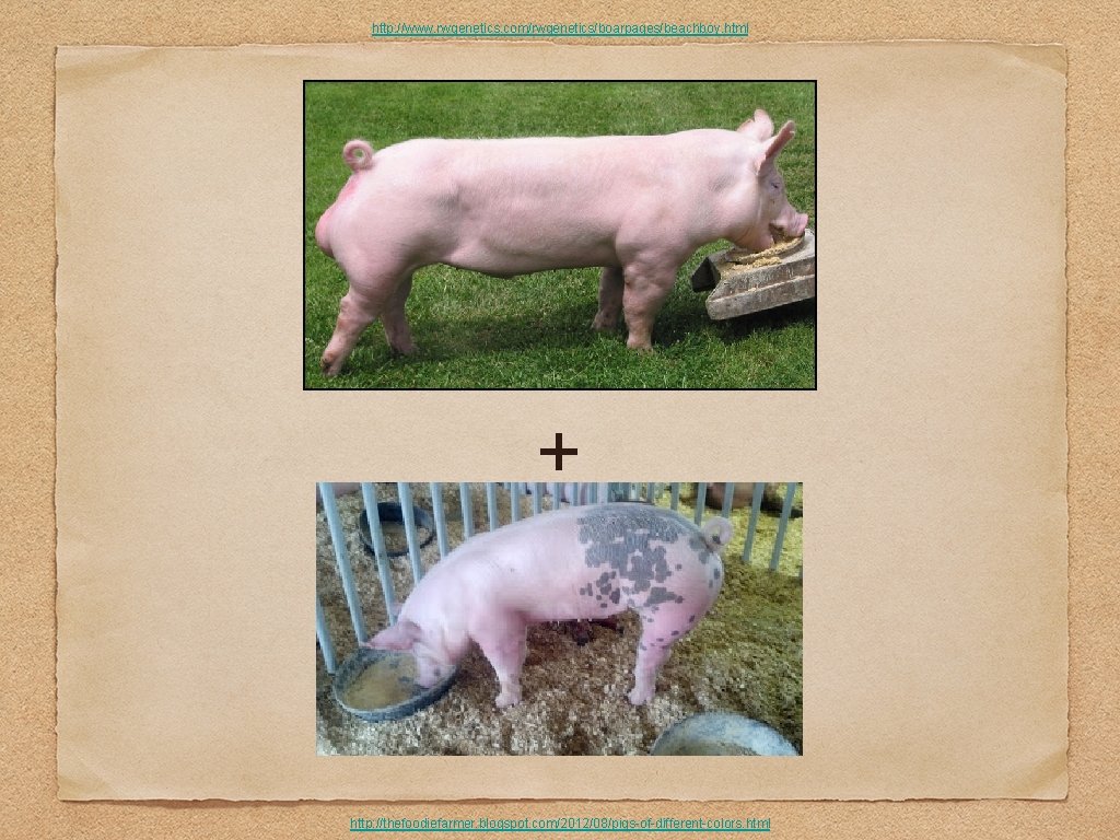 http: //www. rwgenetics. com/rwgenetics/boarpages/beachboy. html + http: //thefoodiefarmer. blogspot. com/2012/08/pigs-of-different-colors. html 