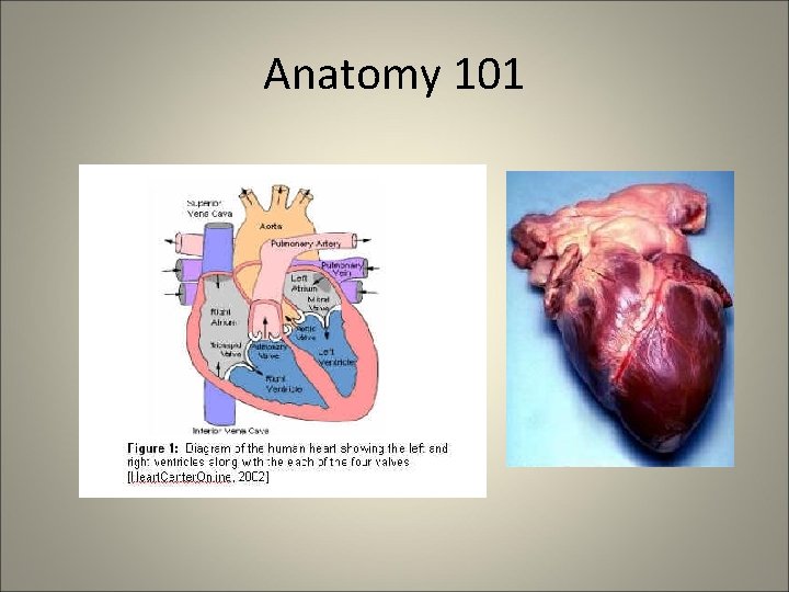 Anatomy 101 