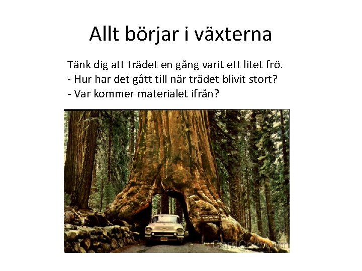 Allt börjar i växterna Tänk dig att trädet en gång varit ett litet frö.