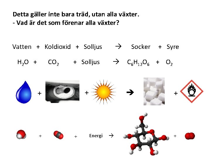 Detta gäller inte bara träd, utan alla växter. - Vad är det som förenar