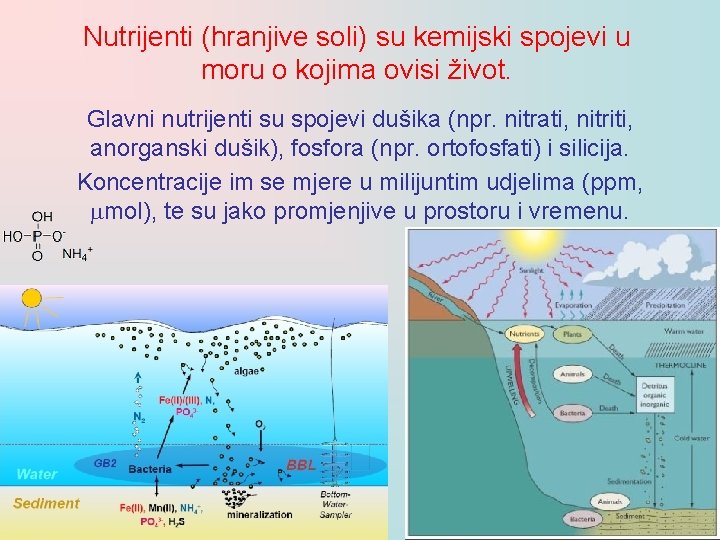 Nutrijenti (hranjive soli) su kemijski spojevi u moru o kojima ovisi život. Glavni nutrijenti