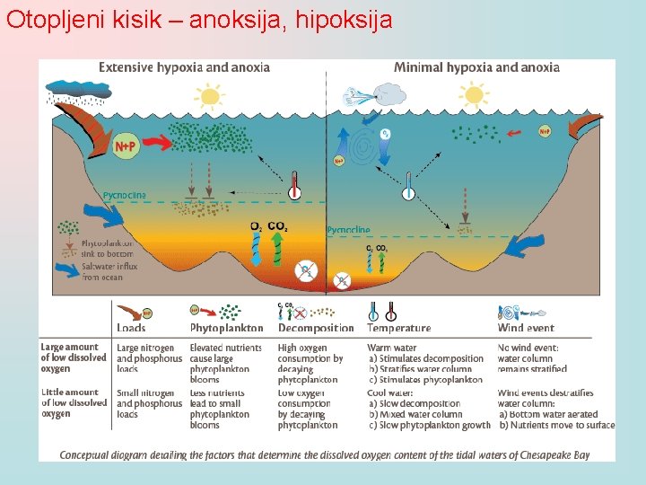 Otopljeni kisik – anoksija, hipoksija 