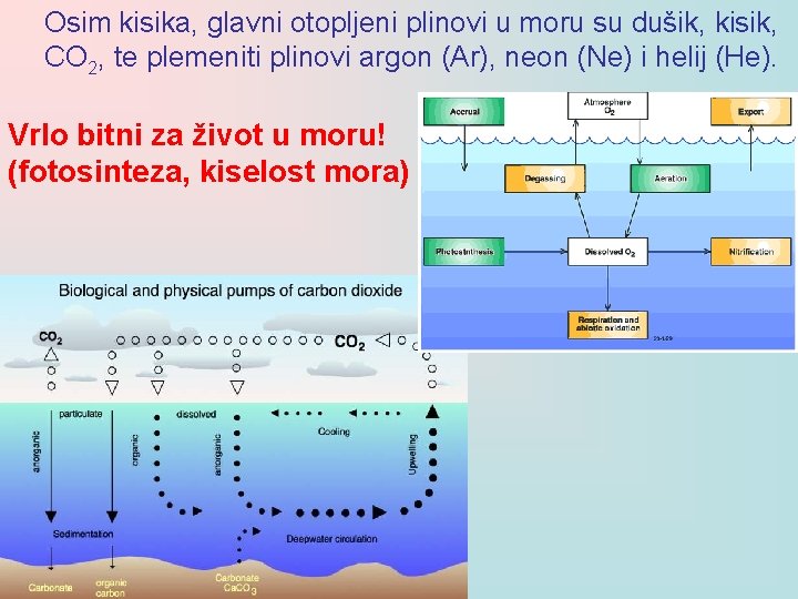Osim kisika, glavni otopljeni plinovi u moru su dušik, kisik, CO 2, te plemeniti