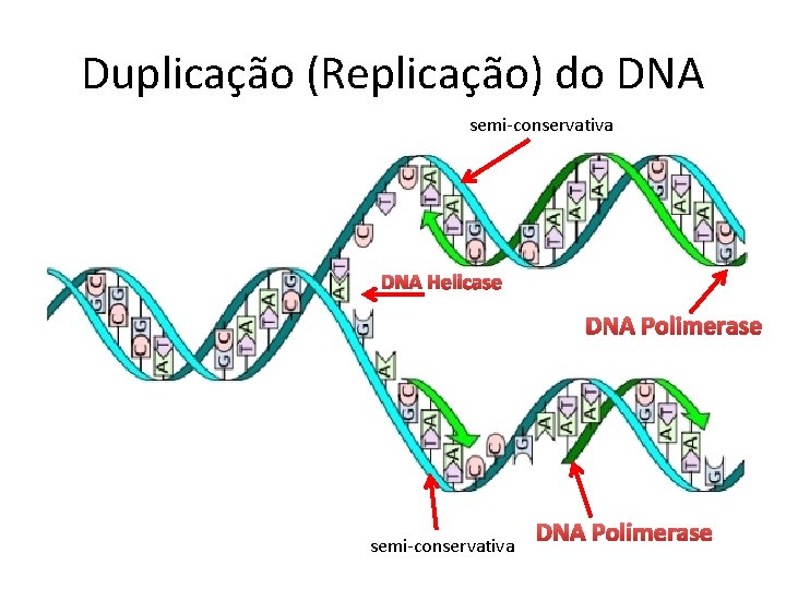 Duplicação (Replicação) do DNA semi-conservativa DNA Helicase DNA Polimerase semi-conservativa DNA Polimerase 