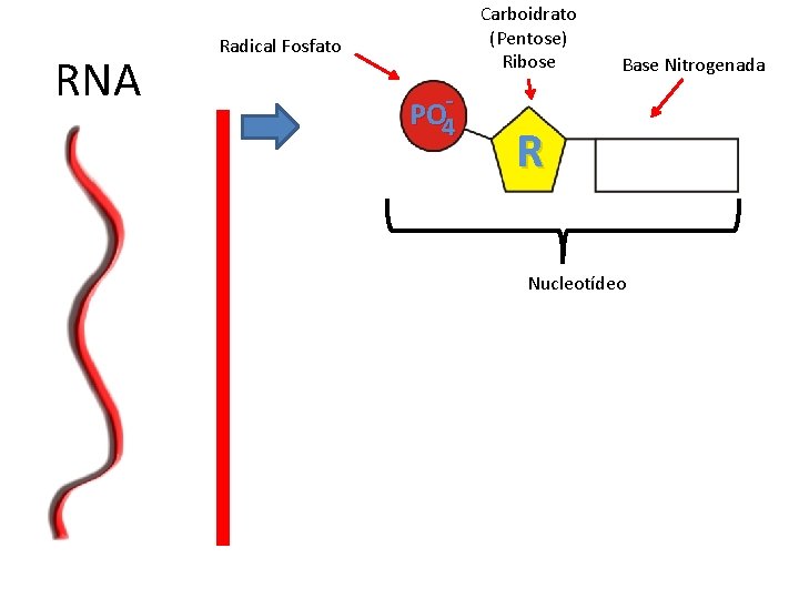 RNA Carboidrato (Pentose) Ribose Radical Fosfato PO 4 - Base Nitrogenada R Nucleotídeo 
