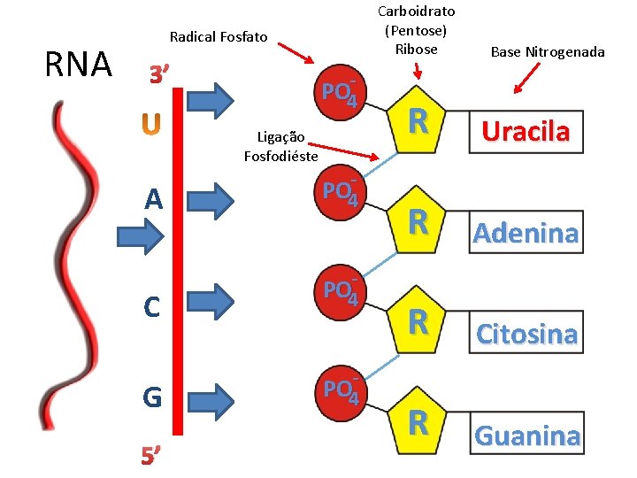 RNA Carboidrato (Pentose) Ribose Radical Fosfato 3’ PO 4 Ligação Fosfodiéste A C G