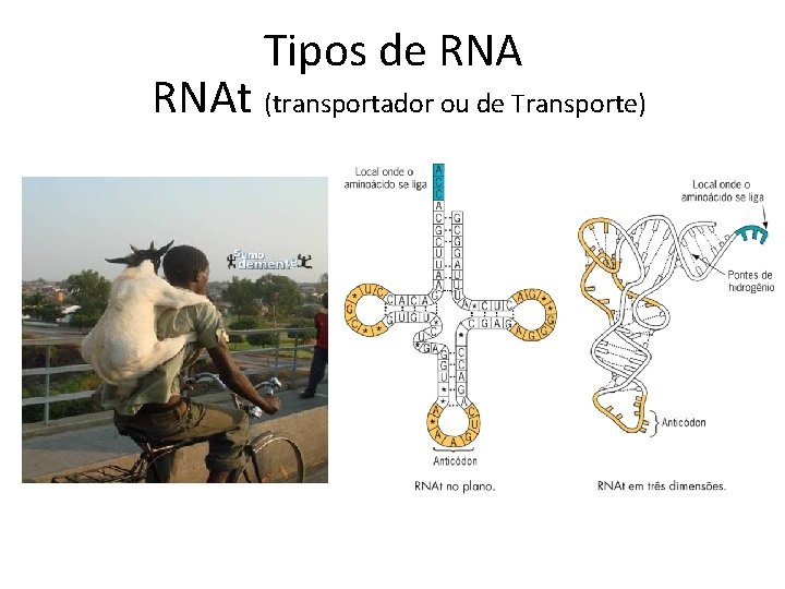 Tipos de RNAt (transportador ou de Transporte) 