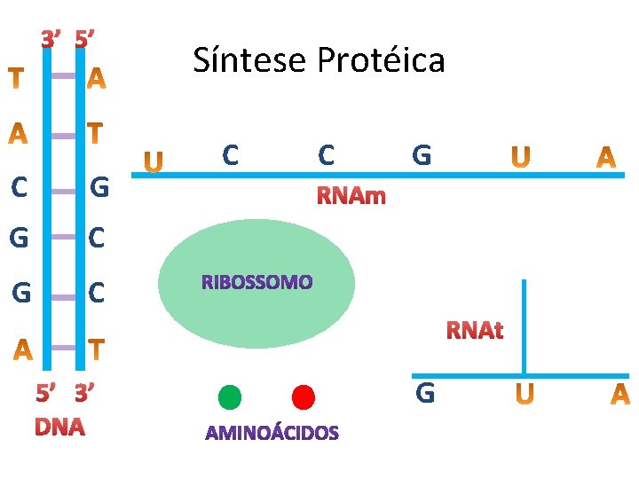 3’ 5’ C G G C Síntese Protéica C C G RNAm RNAt 5’