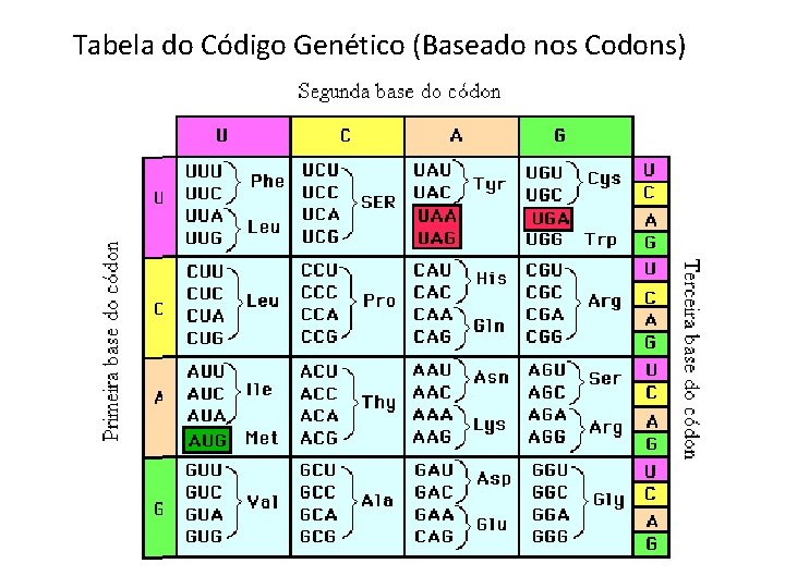 Tabela do Código Genético (Baseado nos Codons) 