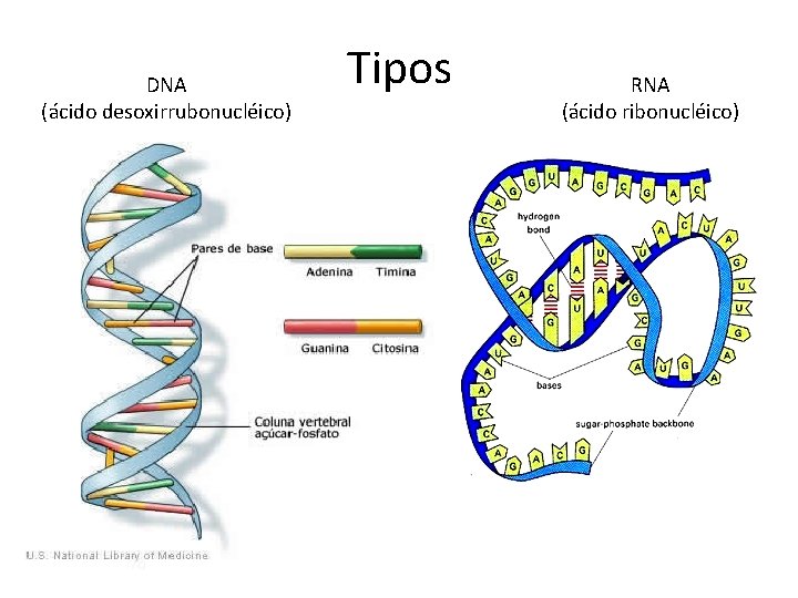 DNA (ácido desoxirrubonucléico) Tipos RNA (ácido ribonucléico) 