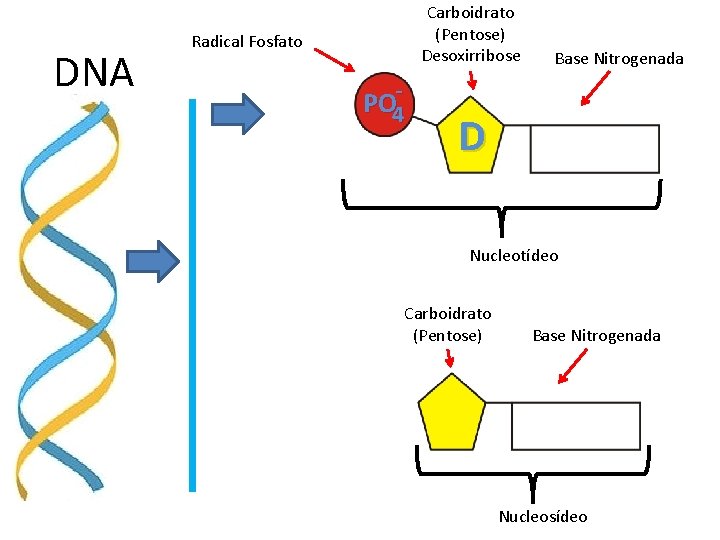 DNA Carboidrato (Pentose) Desoxirribose Radical Fosfato PO 4 - Base Nitrogenada D Nucleotídeo Carboidrato