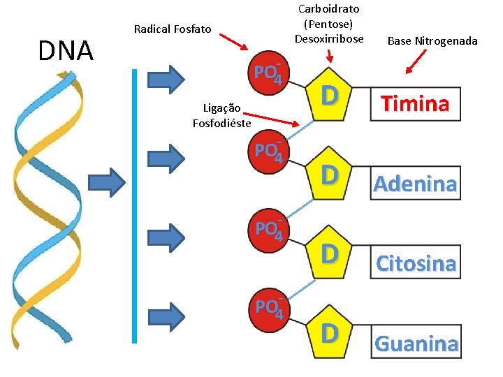 DNA Carboidrato (Pentose) Desoxirribose Radical Fosfato PO 4 Ligação Fosfodiéste PO 4 PO 4