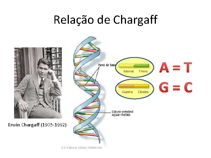 Relação de Chargaff A=T G=C Erwin Chargaff (1905 -1992) 