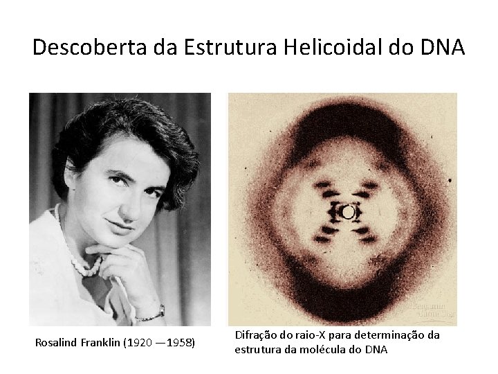Descoberta da Estrutura Helicoidal do DNA Rosalind Franklin (1920 — 1958) Difração do raio-X
