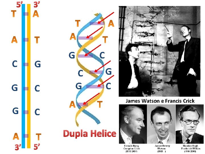 5’ 3’ C G G C James Watson e Francis Crick G C Dupla