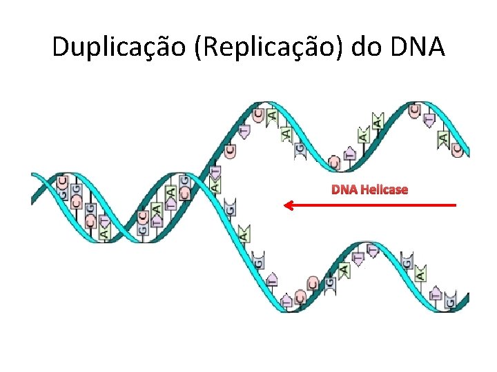 Duplicação (Replicação) do DNA Helicase 
