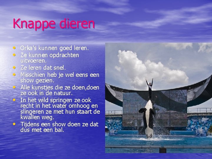 Knappe dieren • Orka's kunnen goed leren. • Ze kunnen opdrachten • • •