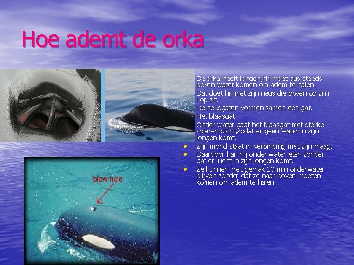 Hoe ademt de orka • • De orka heeft longen, hij moet dus steeds