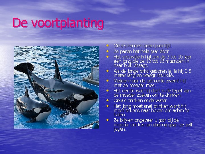 De voortplanting • Orka's kennen geen paartijd. • Ze paren het hele jaar door.